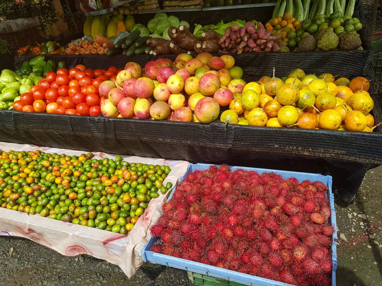 Gear, gifts, and trip essentials · Costa Rica